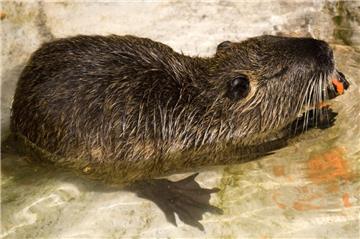 Nutrias sind an Land die langsamste Tierart: Sie bewegen sich mit maximal fünf Stundenkilometern. Gemählich. Im Wasser sind sie mit vier bis zehn Stundenkilometern unterwegs.