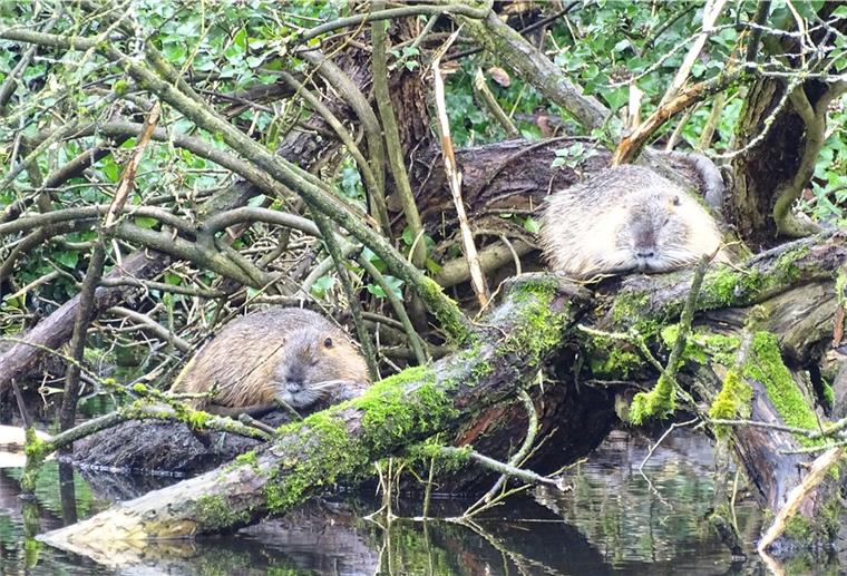 Mit Fallen gegen Nutria: Jäger schützen Deiche Nutrias sind für die norddeutschen Deiche ein echtes Problem. Die Jäger im Landkreis Rotenburg fangen die Tiere mit Fallen.