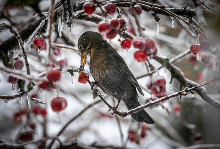 Gartenplanung 2025: So starten Sie erfolgreich ins Gartenjahr, inkl. Beeteplan ARCHIV - 18.01.2024, Hessen, Frankfurt/Main: Ein Vogel interessiert sich in einem Frankfurter Garten für die Früchte eines Zierapfelbaumes, die allerdings mit einem dünnen Eispanzer überzogen sind. (zu dpa: «Naturschützer rufen zum Zählen der Wintervögel auf») Foto: Frank Rumpenhorst/dpa +++ dpa-Bildfunk +++