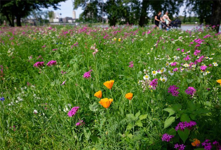 Menschen genießen das Hochsommerwetter am Rhein und gehen hinter einer Wiese mit Blumen spazieren.