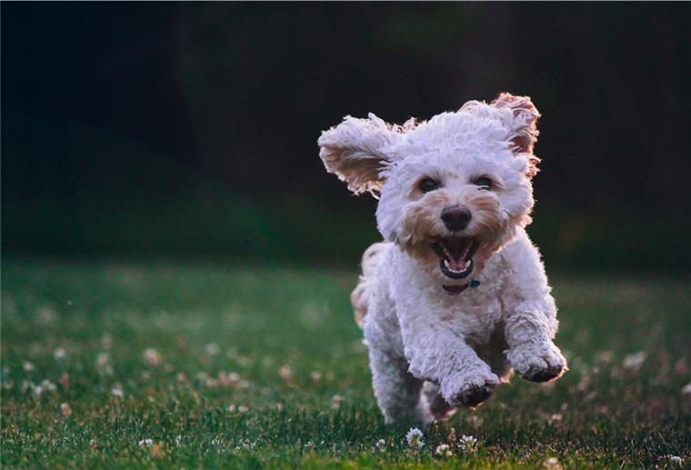 Tipps für tolle Hundewiesen in der Region Ob im Wasser oder an Land - bei NORDERLESEN findet ihr die besten Plätze für Hunde in Bremerhaven, dem Cuxland und der Wesermarsch.