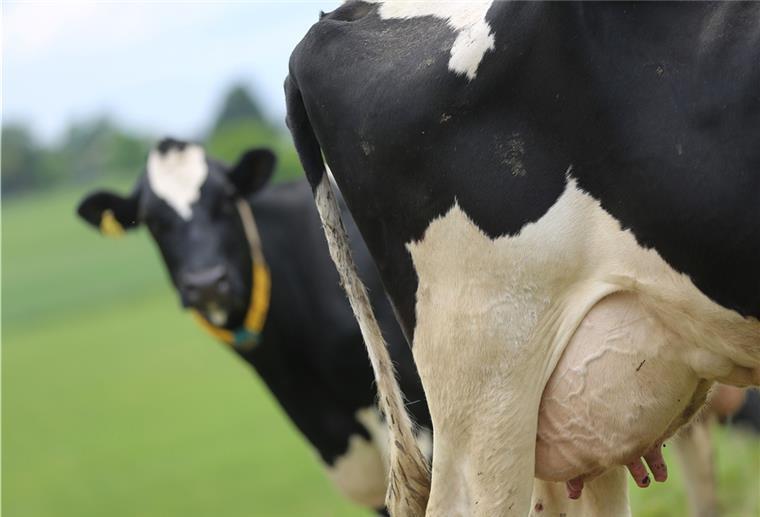 Land Hadeln: Name für Online-Marktplatz gesucht Ob Milchprodukte, Obst, Gemüse, Honig oder Eier: Auf dem Online-Markplatz im Land Hadeln sollen regionale Erzeuger ihre Produkte anbieten können.
