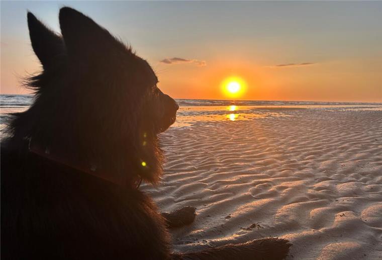 Hundestrände, Wälder & Watt: Hier fühlen sich Vierbeiner an der Nordsee wohl Ein Hund liegt am Strand im Sand und schaut zur untergehenden Sonne.
