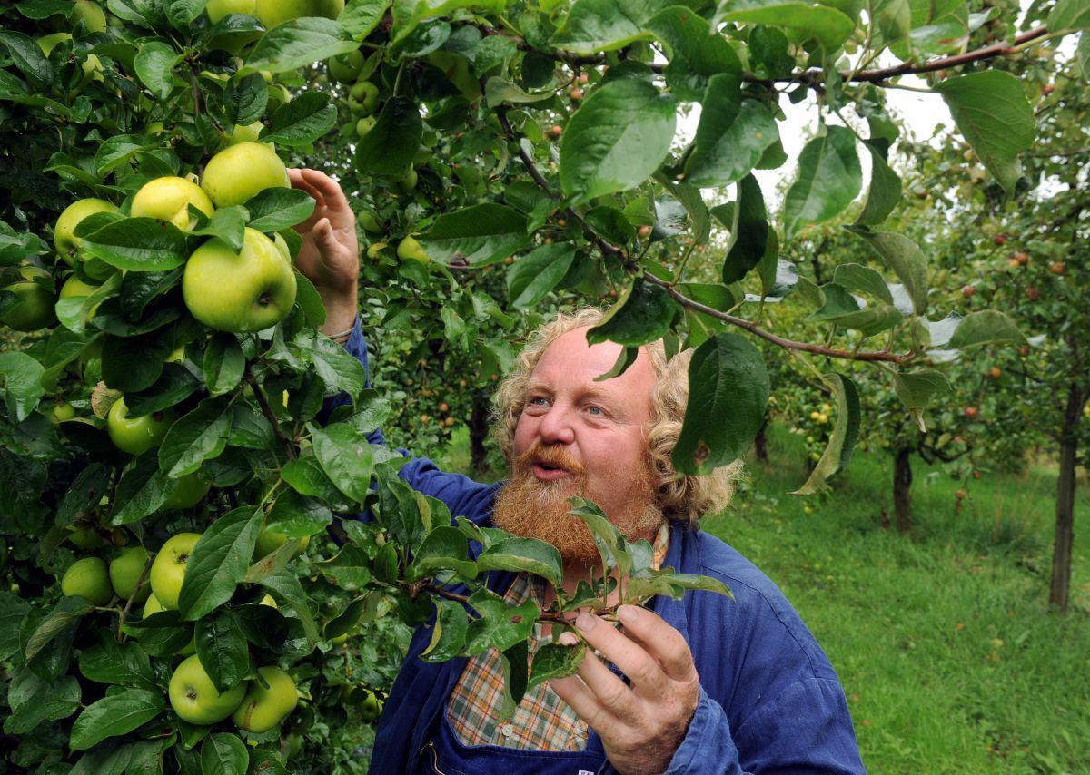 Zahl des Tages: Früher 4000 Apfelsorten, heute noch 7 im Handel Obstbauer Eckart Brandt erntet auf einer seiner Plantagen mit alten Apfelsorten bei Großenwörden (Kreis Stade) im Alten Land unbehandelte Äpfel.