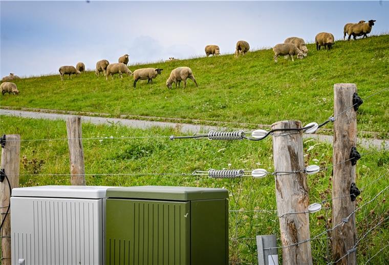Obwohl er die empfohlene Höhe hat, konnte der Elektrozaun den Wolfsangriff auf die Deichschafe nicht verhindern.