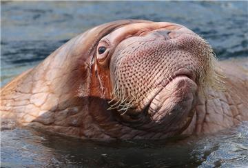Der Walrossbulle Odin schwimmt in Hagenbecks Tierpark in Hamburg