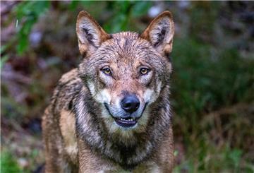 wolf