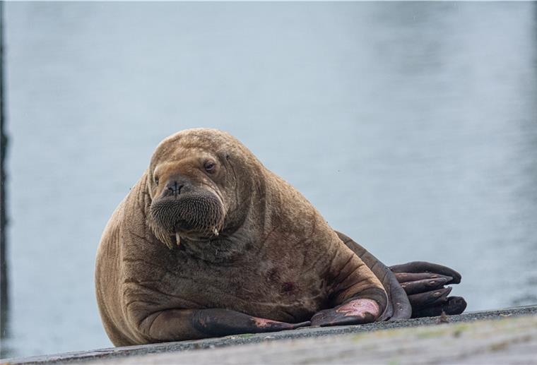Walross betreibt wohl Insel-Hopping - jetzt auf Spiekeroog Offenbar gefällt es dem jungen Walross, das am Dienstag Baltrum im niedersächsischen Wattenmeer besuchte.
