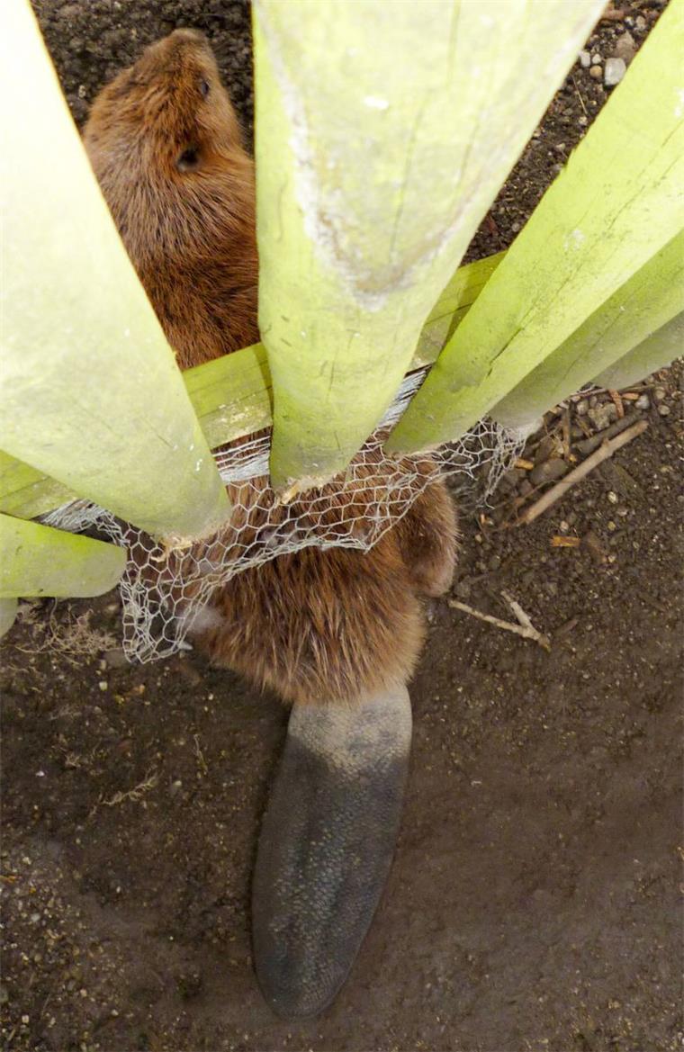 Zu dick: Biber bleibt im Zaun stecken Offenbar verschätzte sich der Biber, was die Ausmaße seines Hinterteils betrifft - er passte nicht durch den Zaun. Morgens entdeckten Passanten das Tier und verständigten die Naturschützer.