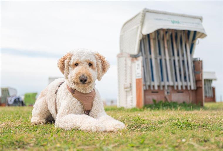 EU plant neue Pflicht für Haustier-Halter! Änderung trifft Millionen Besitzer Labradoodle Holly sitzt am Hundestrand von Norddeich neben einem verschlossenen Strandkorb und schaut dabei in die Kamera. Oft geht es Haustieren bestens, sie gehören quasi zur Familie. Doch nicht überall lebt es sich schon. Deswegen plant die EU ein neues Gesetz.