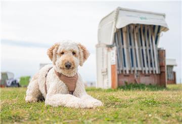 Labradoodle Holly sitzt am Hundestrand von Norddeich neben einem verschlossenen Strandkorb und schaut dabei in die Kamera. Oft geht es Haustieren bestens, sie gehören quasi zur Familie. Doch nicht überall lebt es sich schon. Deswegen plant die EU ein neues Gesetz.