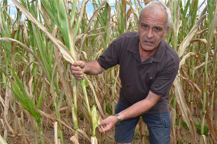 Folgen der Dürre: Das Viehfutter im Cuxland wird knapp Ohne Mais nix los: Torsten von der Lieth, Landwirt aus Elmlohe, hofft, dass der kleine Kolben an der Pflanze noch wächst.