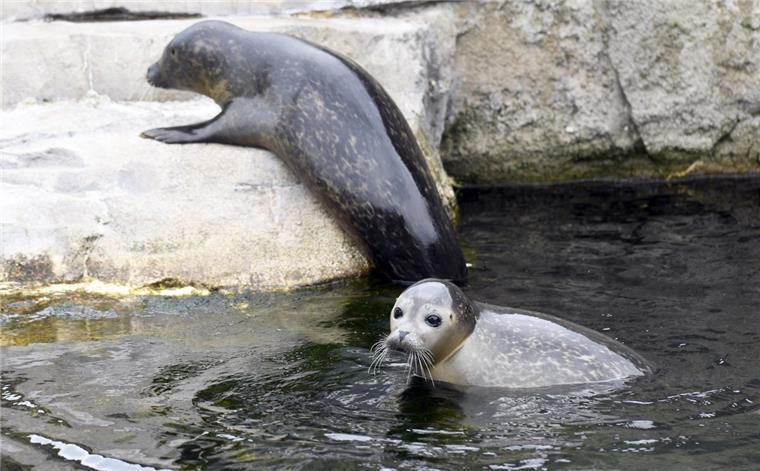 Zwei neue Seehunde im Zoo am Meer Oskar und Silas erobern ihr neues Zuhause: Das Becken im Zoo am Meer.