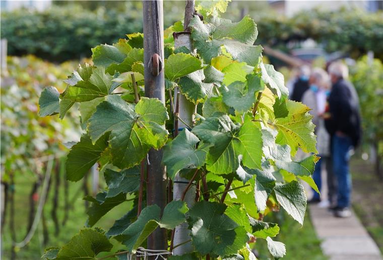 Erster Weinberg in Ostfriesland eröffnet Ostfriesland beginnt mit dem Weinanbau.