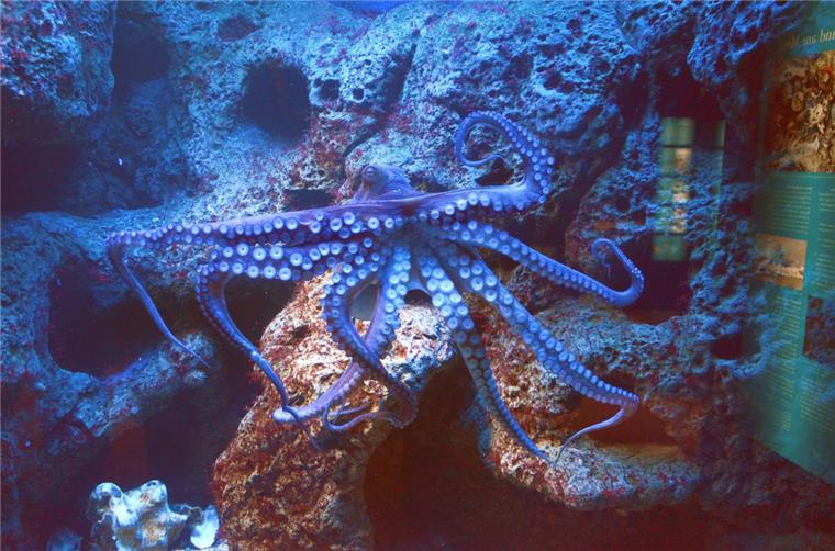 Bremerhaven: Der Krake, der mit Puppen spielt Otto in seinem Element: In seinem Wasserbecken treibt der Tintenfisch allerhand Schabernack. Haben Tiere wie er nichts zu tun, können sie fast depressiv werden.