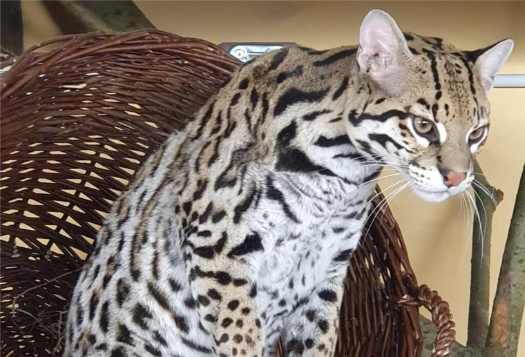 Seltene Tiere: Im Wingster Zoo sollen Ozelots gezüchtet werden Ozelot-Kater Thiago