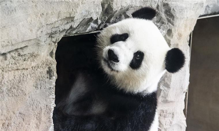 Panda-Dame Meng Meng aus dem Berliner Zoo hat Nachwuchs bekommen.