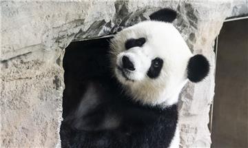 Panda-Dame Meng Meng aus dem Berliner Zoo hat Nachwuchs bekommen.