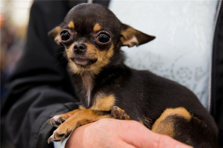 Passanten haben in Lehe einen Hund aus einem aufgeheiztem Wagen befreit. 