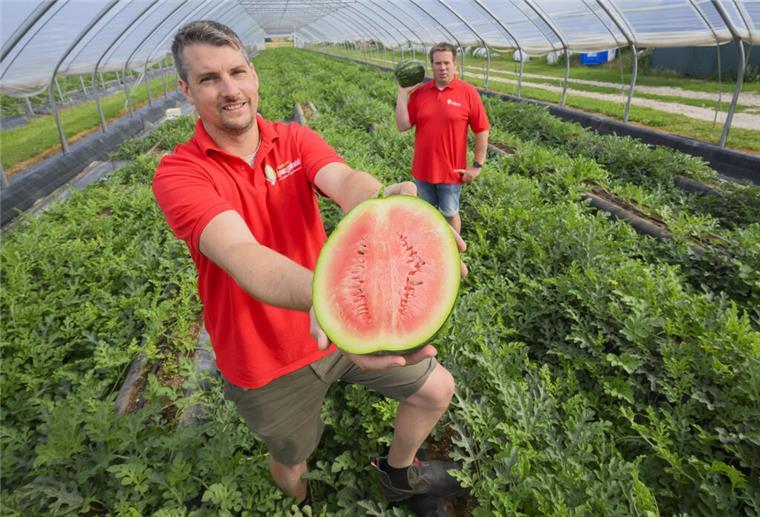 Landwirte in Niedersachsen bauen jetzt auch Wassermelonen an Paul Schofer (l) und Christian Hansen, Landwirte und Geschäftsführer vom Eickenhofer Spargelreich, stehen in einem Folientunnel zum Anbau vom Wassermelonen auf ihrem Hof im Landkreis Gifhorn.