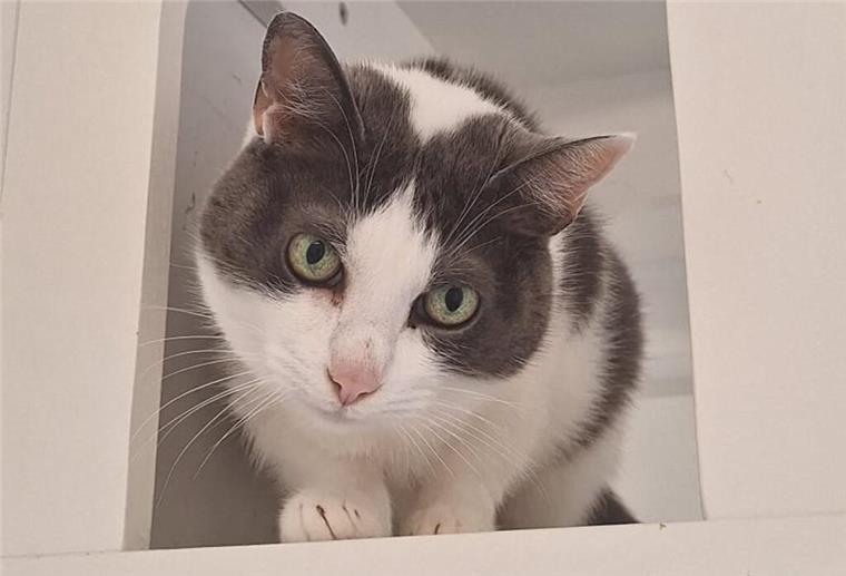 Verschmuste Katzendame Penelope sucht neues Zuhause bei netten Zweibeinern Penelope (etwa 2009 geboren) ist eine ältere Katzendame