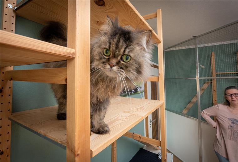 Perserkater Gizmo, der nach dem verstorbenen Maine-Coon-Kater „Gismo“ das zweite „Maskottchen“ des Katzenhotels „Gismos Inn“ ist, mit Frauchen Ute Kellmer.