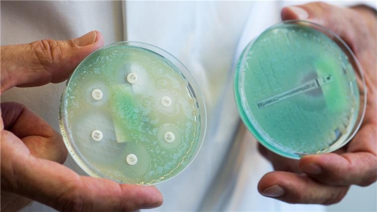 Krankenkasse: Weniger Rezepte für Antibiotika ausgestellt Petrischalen mit sogenannten Krankenhauskeimen, die Mehrfachresistenzen gegenüber Antibiotika aufweisen.