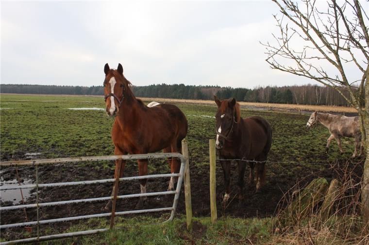 Pferde im Cuxland: Was Halter für ihre Tiere im Winter tun müssen Pferde auf einer Winterweide bei Beverstedt. Foto Gehrke