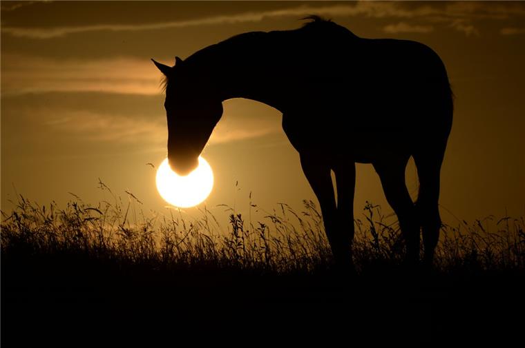 Wulsdorf: Pferd steckt in Graben fest Pferde haben in Gräben nichts zu suchen. Sie könnten dort einsacken.