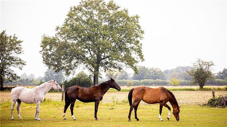 Viele Stechmücken in Niedersachsen erwartet Pferde können gegen das West-Nil-Virus geimpft werden. (Archivbild)