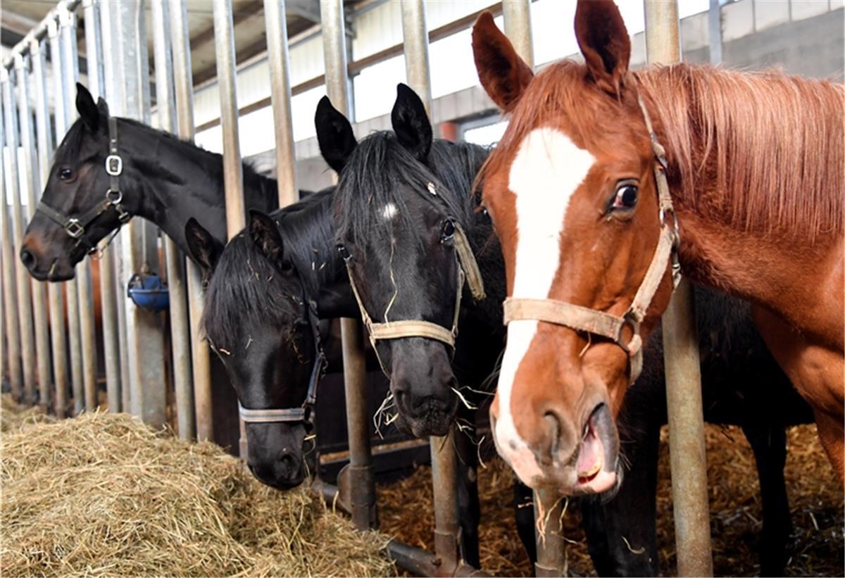 Bremerhaven und umzu: Sonderstellung für den Reitsport Pferde müssen auch während der Coronavirus-Pandemie versorgt werden.