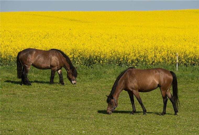 Landkreis Rotenburg: Immer weniger Raps wird angebaut Pferde vor einem gelb blühenden Rapsfeld. In der Region werden solche Bilder immer seltener, denn Raps verschwindet mehr und mehr aus der Landschaft.