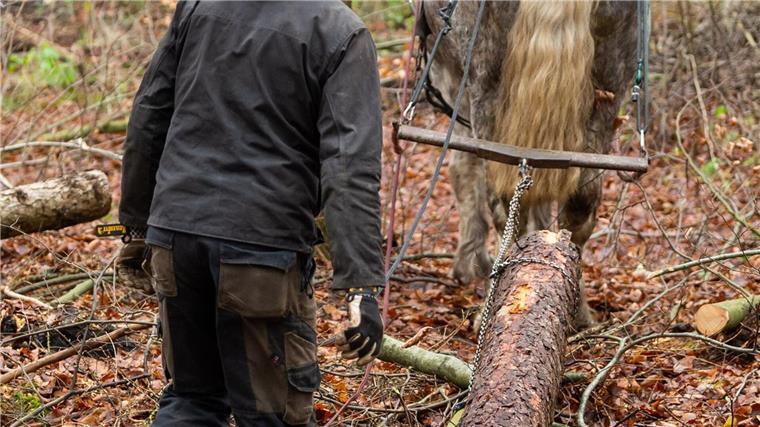 Rückepferde helfen bei der Holzernte Pferderücker gibt es kaum noch in Deutschland. (Archivfoto)