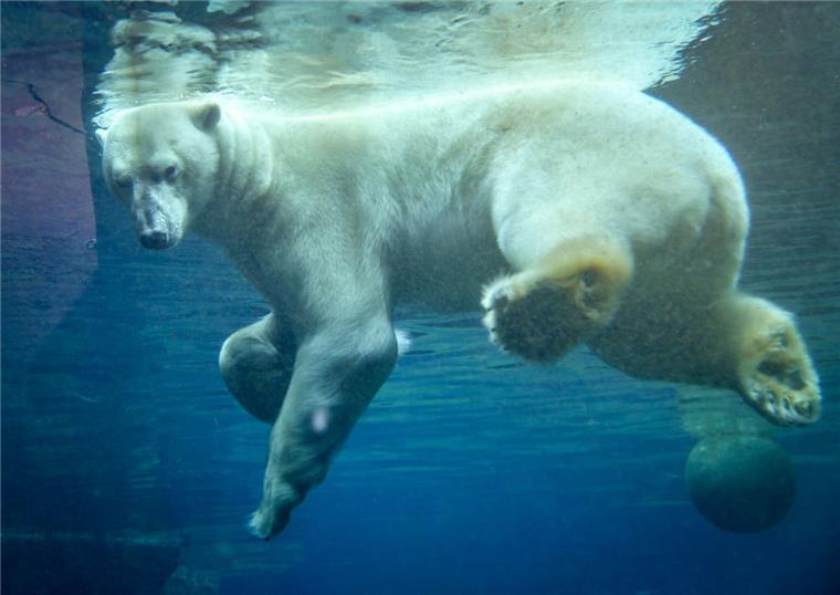 Zoo am Meer: Tierpfleger lernt Bärisch Pfleger Thomas Grunert erzählt von Eisbär Lloyd und davon, wie er seine Sprache lernte.