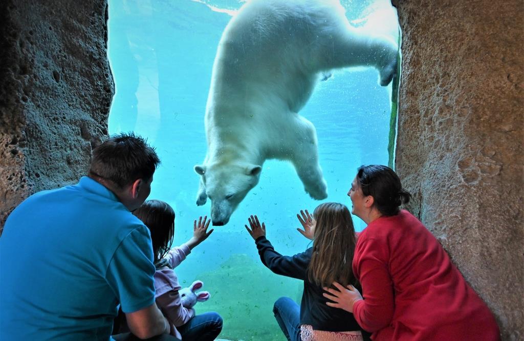 Eisbär Zoo am Meer