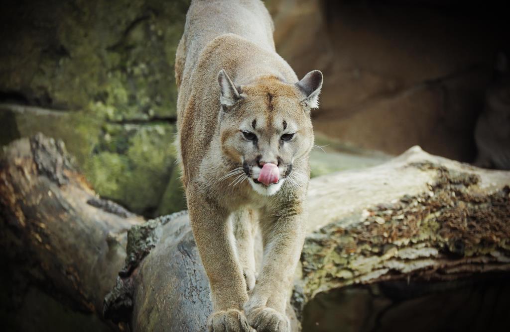 Puma Zoo am Meer