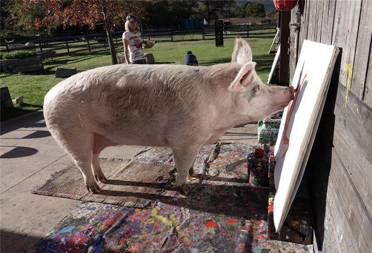 Pigcasso: Dieses Schwein malt Bilder mit der Schnauze Pigcasso, ein malendes Schwein aus Südafrika, malt ein Bild.