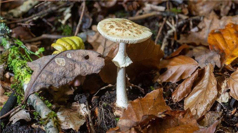 Giftnotruf erhält aktuell viele Anfragen zu Pilzvergiftungen Pilze sammeln macht Spaß - doch Vorsicht ist geboten: ein giftiger gelber Knollenblätterpilz (Amanita citrina). (Symbolbild)