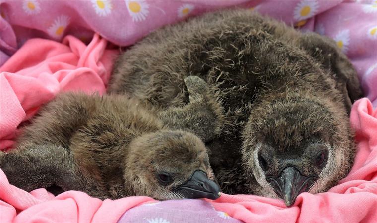 Valentinstag: Das Liebesleben der Tiere Pinguine leben monogam, manchmal paaren sie sich aber auch mit anderen Weibchen. Auch gleichgeschlechtliche Beziehungen sind keine Seltenheit.