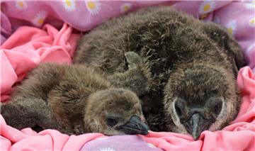 Pinguine leben monogam, manchmal paaren sie sich aber auch mit anderen Weibchen. Auch gleichgeschlechtliche Beziehungen sind keine Seltenheit. 

