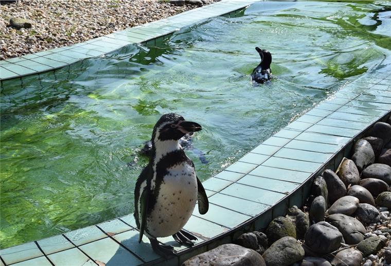 Wesermarsch: Der Jaderpark hat geöffnet Pinguine spielen im Wasser.