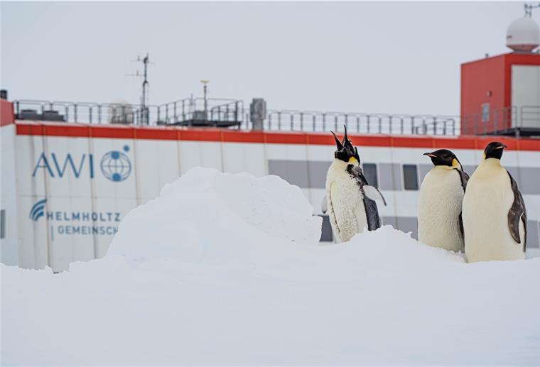 Pinguine vor der Neumayer-Station: Michael Trautmann ist begeistert, die Tiere in freier Natur erleben zu können.