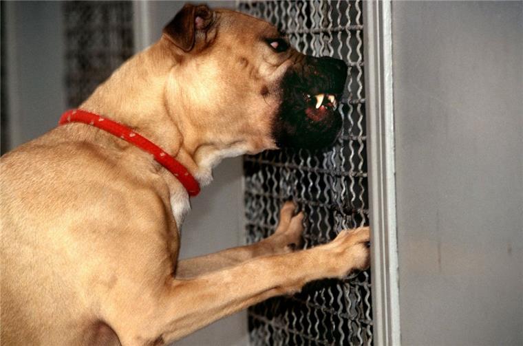 Geestemünde: Pitbull-Mischling beißt 44-Jährigen ins Bein Pit Bull Terrier wie dieser können aufgrund ihres starken Kiefers gefährlich für den Menschen werden. Ob sie aggressiv sind, hängt aber in erster Linie vom Halter ab.
