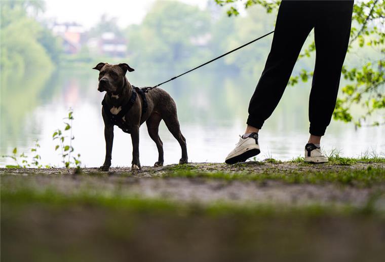 Nach Attacke in Loxstedt: Diese Regeln gelten für Kampfhunde Ein Hund steht angeleint an einem Gewässer