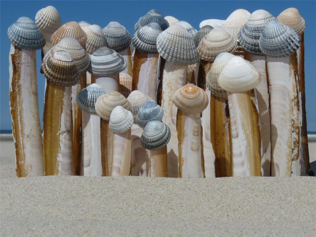 Platz zwei: &quot;Muschelauflauf&quot; von Nicole Ollhoff.