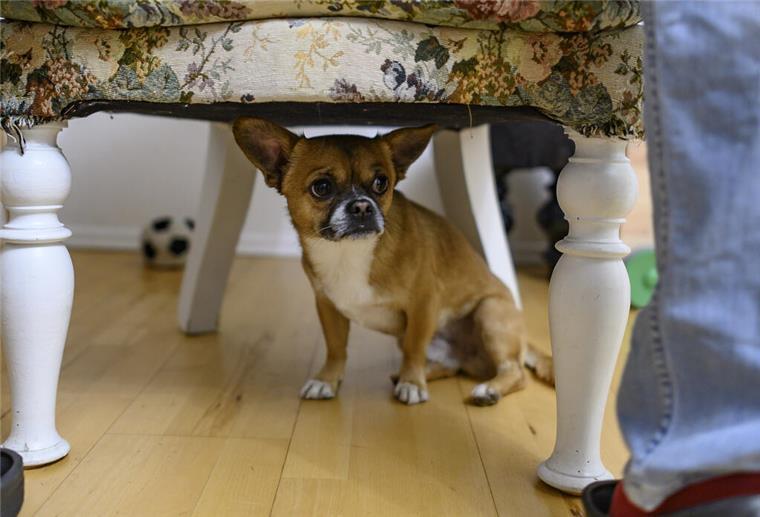 So kommen die geliebten Haustiere entspannt ins neue Jahr Ein Chihuahua versteckt sich unter einem Sessel.