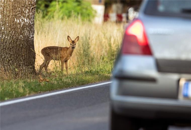 Nach Wildunfall auf B71: Feuerwehr befreit zwei Insassen aus Auto Plötzlich über die Bundesstraße wechselndes Damwild verursachte einen Unfall zwischen Wehldorf und Brüttendorf.