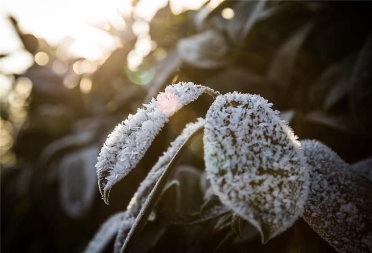 ARCHIV - Robuster Gartenbewohner: Der Kirschlorbeer (Prunus laurocerasus) kommt gut mit frostigen Temperaturen zurecht. (zu dpa: «So erkennen und vermeiden Sie Frostschäden bei Pflanzen») Foto: Christin Klose/dpa-tmn - Honorarfrei nur für Bezieher des dpa-Themendienstes +++ dpa-Themendienst +++