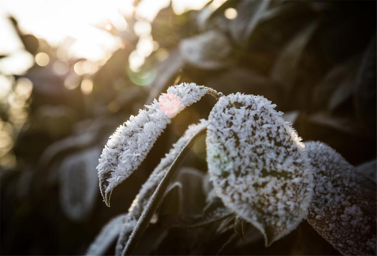 ARCHIV - Robuster Gartenbewohner: Der Kirschlorbeer (Prunus laurocerasus) kommt gut mit frostigen Temperaturen zurecht. (zu dpa: «So erkennen und vermeiden Sie Frostschäden bei Pflanzen») Foto: Christin Klose/dpa-tmn - Honorarfrei nur für Bezieher des dpa-Themendienstes +++ dpa-Themendienst +++