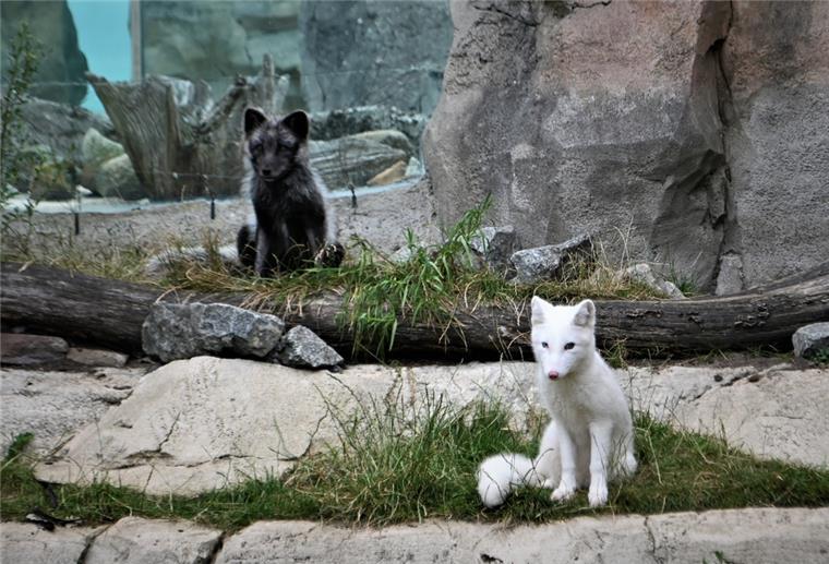 Neuzugang im Zoo am Meer: Polarfüchsin Fenja Polarfüchsin Fenja (weiß) und Polarfuchs Milan.